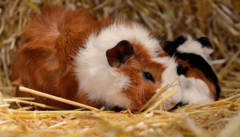 Can Guinea Pigs Eat Mango