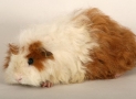 Texel Guinea Pig Guide