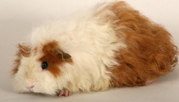 Texel Guinea Pig Guide