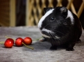 Can Guinea Pigs Eat Cherries
