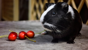 Can Guinea Pigs Eat Cherries