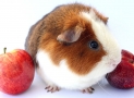 Can Guinea Pigs Eat Peaches
